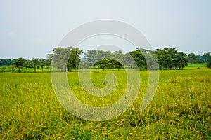 A green landscape of plant and paddy filled