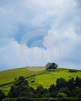 Green Landscape with tree and dramtic sky