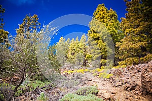 Green landscape in the Vilaflor photo