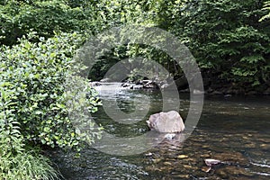 Green Landscaping on the Pigeon River, North Carolina