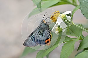 Green Lane Butterfly