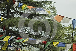 Green larch tree and buddhist flags with mantras