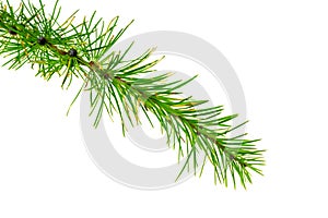 Green larch twigs on a white isolated background