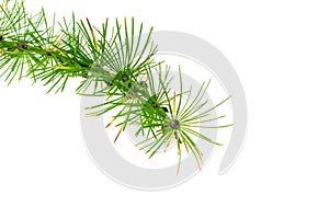 Green larch twigs on a white isolated background