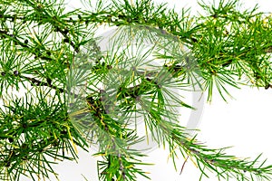 Green larch twigs on a white isolated background