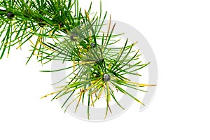 Green larch twigs on a white isolated background