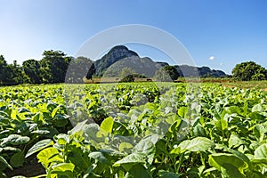 green large area with tobacco plantation and some little houses in Valle del Silencio, in Vinales, Cuba, on a sunny beautiful day