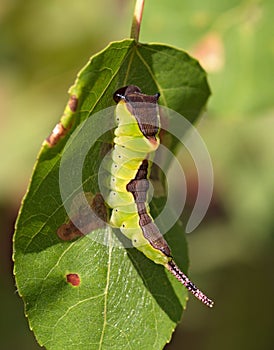 Green large caterpillar on a leaf