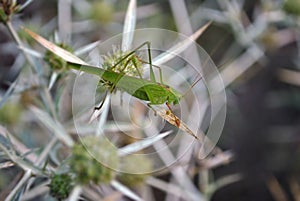 Green large grasshopper sitting on the Eryngium campestre
