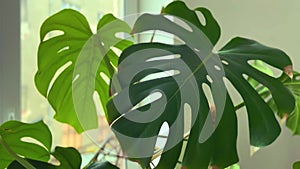 Green large leaves monstera in the interior against the background of the window