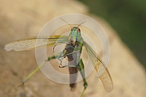 Green large Locusts flying with wide open wings, front view, soft blurry bokeh
