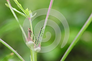 Green larva sitting on the plant that damages the okra crop