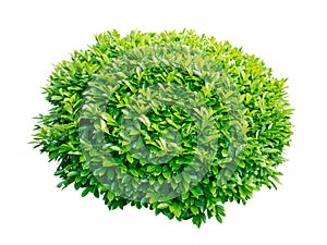 Green laurel decorative shrub