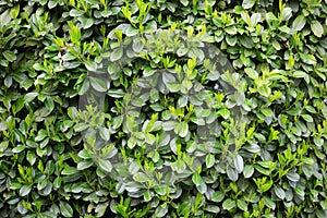 Green Laurels pattern