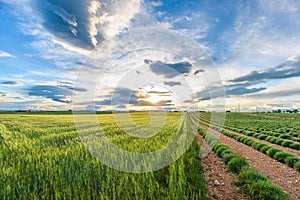 Green lavender fields