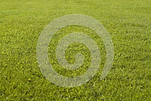 Green lawn