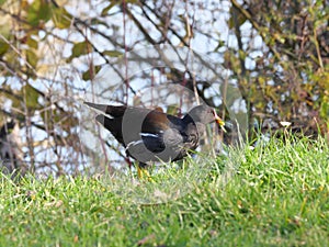 Green lawn with a black water rail Gallinula chloropus