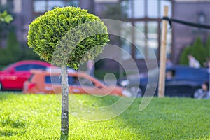 Green lawn with bright grass in a city park with decorative trees on a sunny summer day. Beautiful rest area in urban surrounding.