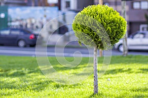 Green lawn with bright grass in a city park with decorative trees on a sunny summer day. Beautiful rest area in urban surrounding.