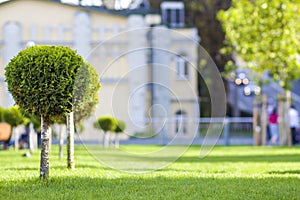 Green lawn with bright grass in a city park with decorative trees on a sunny summer day. Beautiful rest area in urban surrounding.