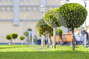 Green lawn with bright grass in a city park with decorative trees on a sunny summer day. Beautiful rest area in urban surrounding.