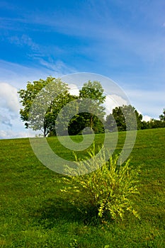 Green lawn with bush