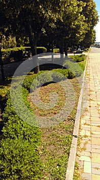 Green lawn bushes in the form of a snake