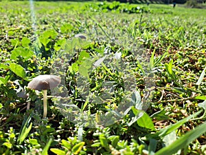 Green lawn of the city park, a small mushroom appears