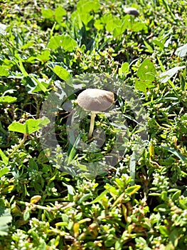 Green lawn of the city park, a small mushroom appears