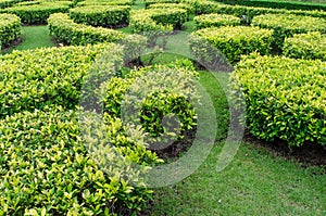 Green lawn in a colorful landscaped formal garden.