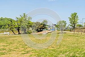 Green lawn with copse of trees