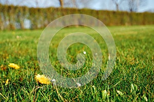 Green lawn with dandelions. Low angle. Yellow dandelion flowers are blooming in wild garden