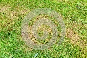 Green lawn with dead spot. disease cause amount of damage to green lawns, lawn in bad condition. Lawn