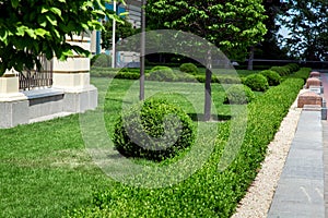 Green lawn with evergreen bushes and deciduous trees .