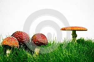 green lawn with fly agaric fly amanita