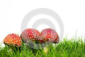 green lawn with fly agaric fly amanita