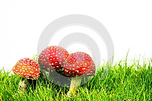 green lawn with fly agaric fly amanita