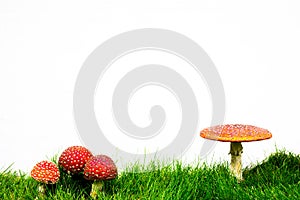 green lawn with fly agaric fly amanita