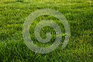 Green lawn with grass as background
