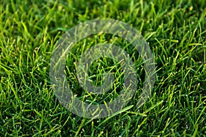 Green lawn with grass as background