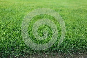 Green lawn with  grass as background