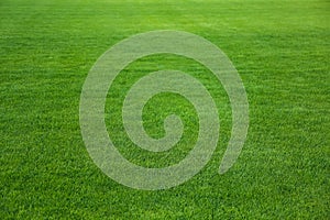 Green lawn with grass as background