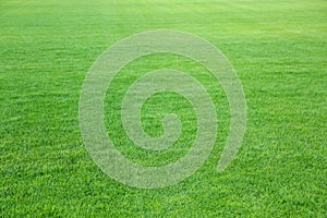 Green lawn with grass as background