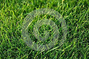 Green lawn with grass as background