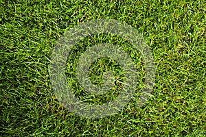Green lawn with grass as background, closeup