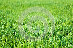 Green lawn grass background