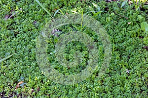 Green lawn with grass Soliva sessilis in a park in Brazil