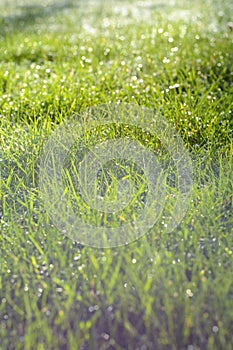 A green lawn. Green grass as a background. Green grass with a frost on a winter day