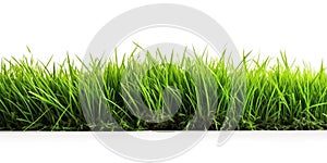 Green lawn isolated on white background.