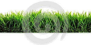 Green lawn isolated on white background..